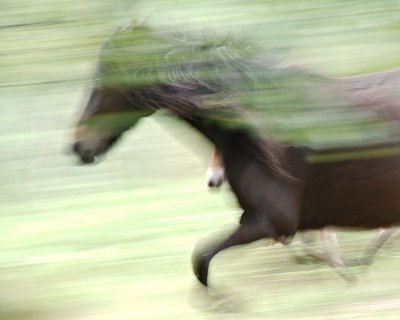 Teign Valley Ponies_3.jpg