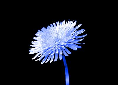 blue dandelion.jpg