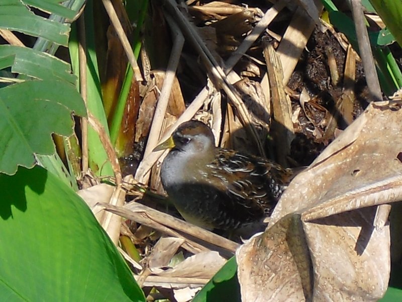 Sora at Wakodahatchee
