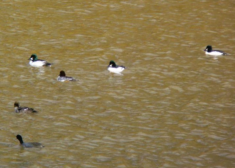 Common Goldeneye and Friends