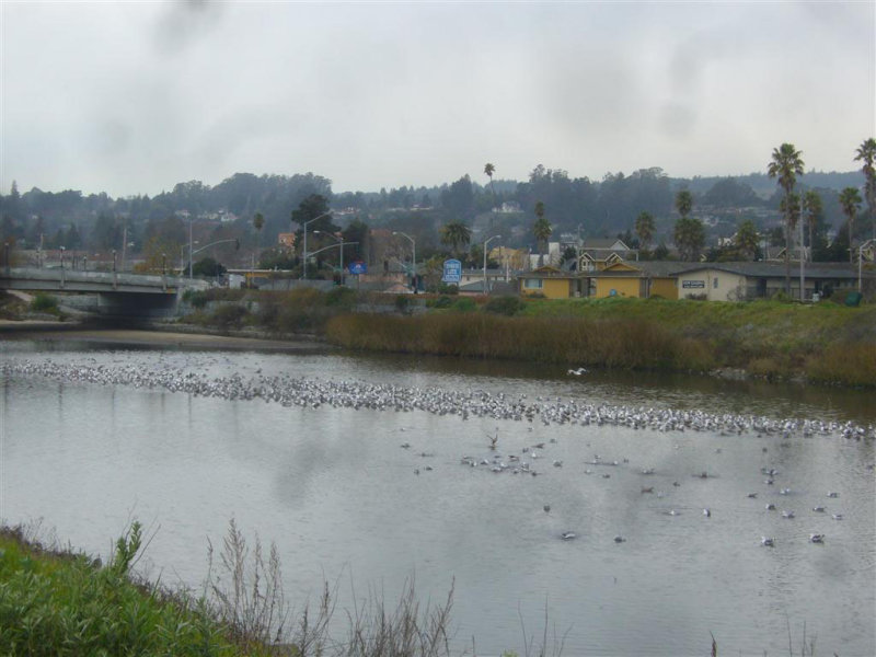 Gulls on San Lorenzo River