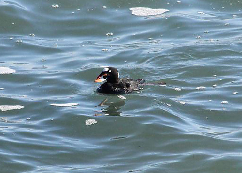 Surf Scoter