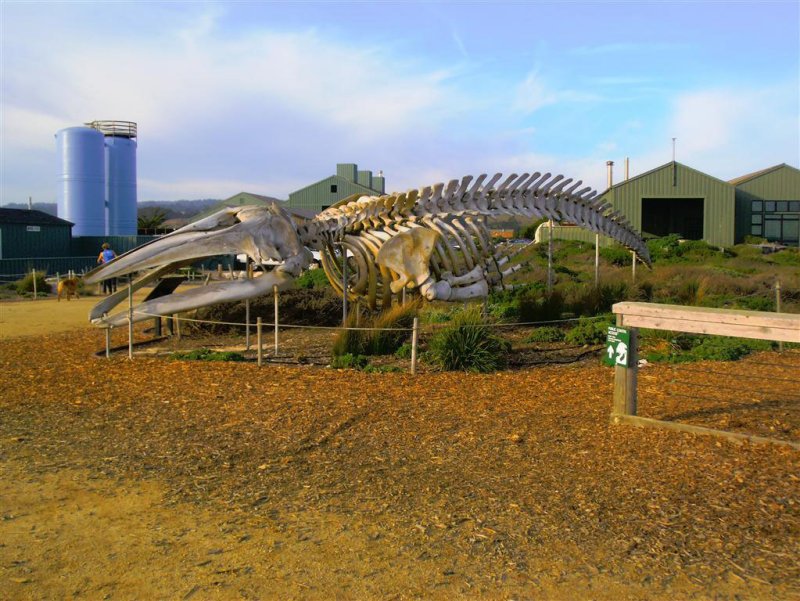 Whale at Marine Lab