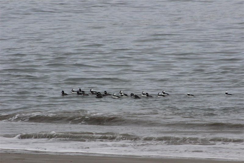 Bufflehead Flotilla at Morro Rock
