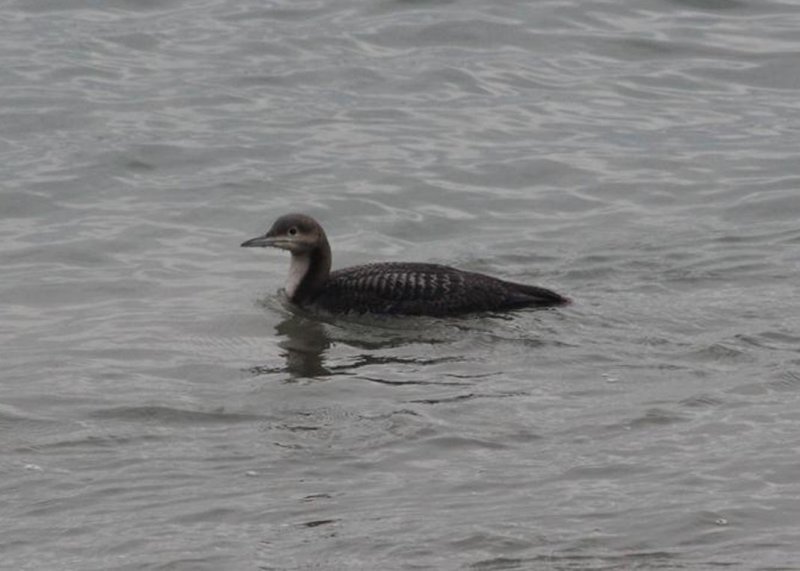 Common Loon