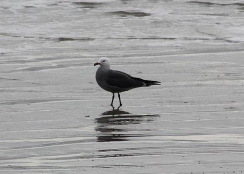 Heermanns Gull