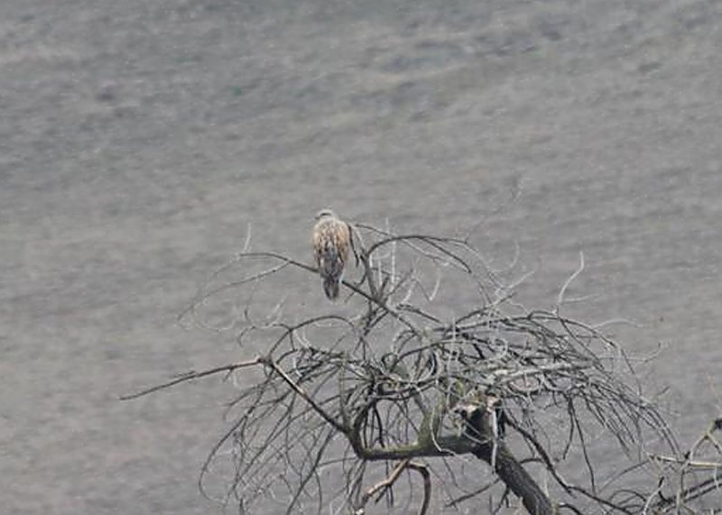 Ferruginous Hawk on Quien Sabe Road