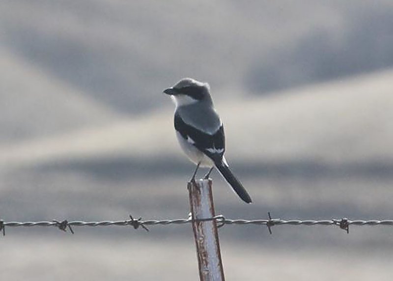 Loggerhead Shrike