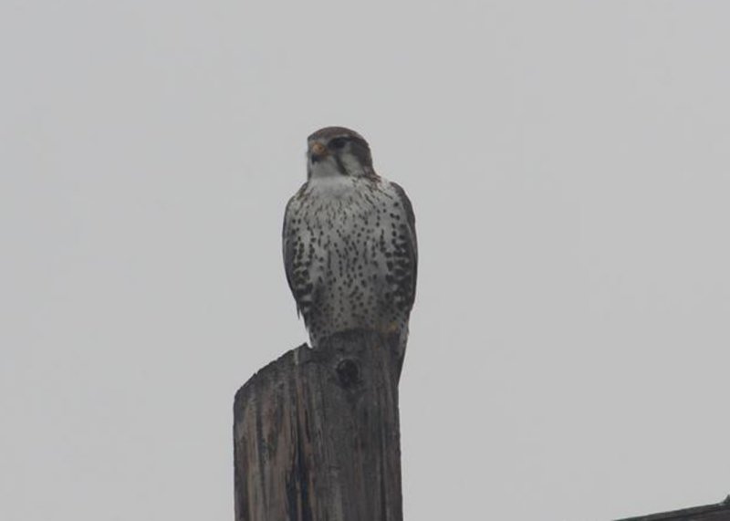 Prairie Falcon