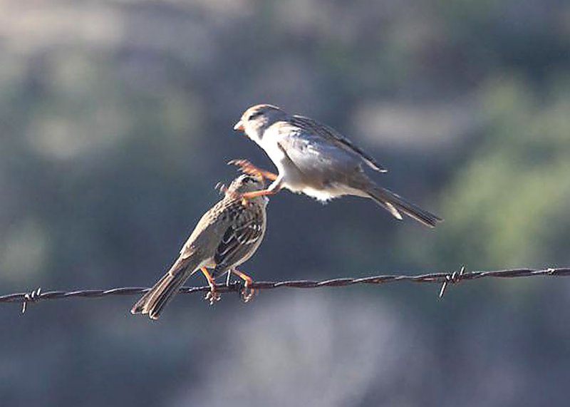 White-crowned Sparrows