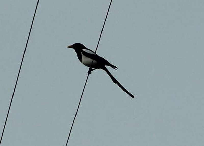 Yellow-billed Magpie