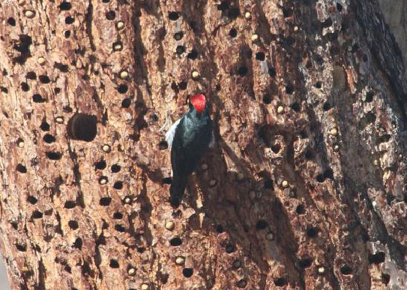 Acorn Woodpecker