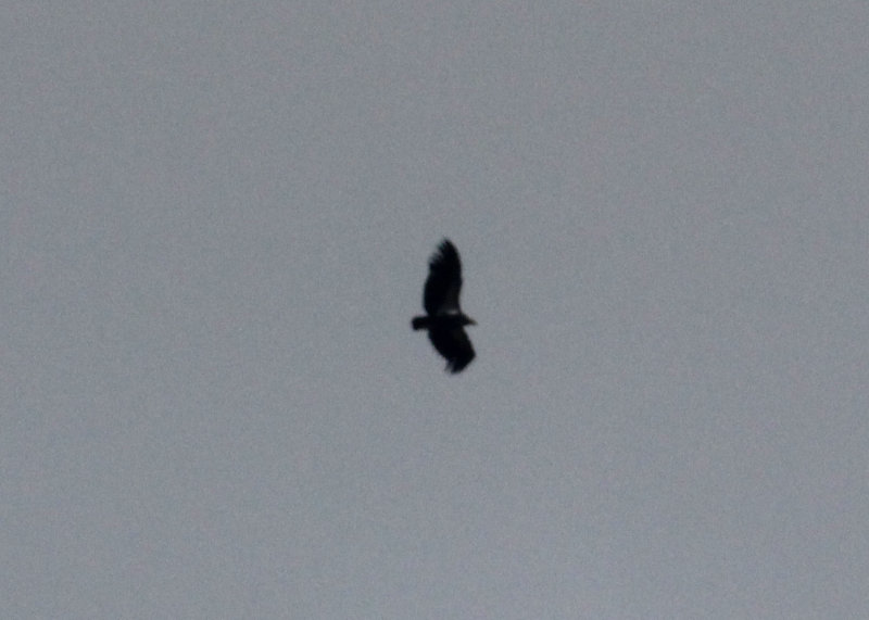 California Condor