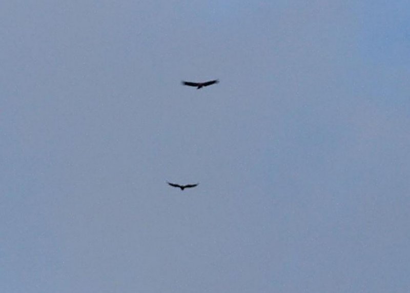 Condors