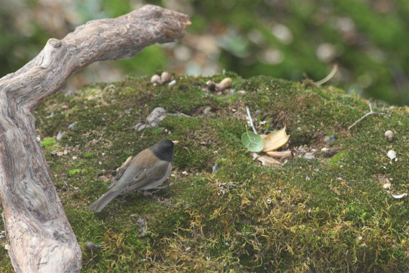 Junco