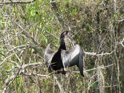 Anhinga at Shark Valley