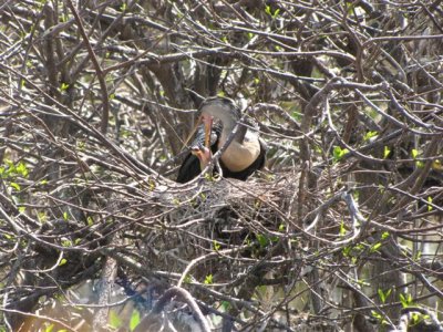 Anhinga Mom Feeding Young at Wakodahatchee