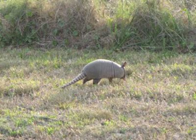 Armadillo at Wakodahatchee