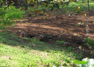 Black-bellied Whistling Ducks