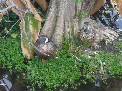 Blue-winged Teal at Wakodahatchee