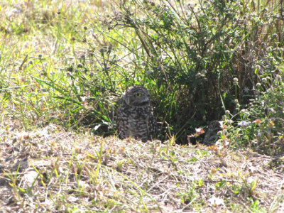 Burrowing Owl at Marco Island