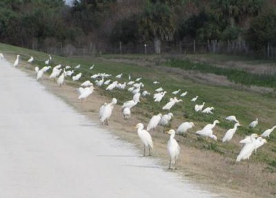 Cattle Egrets on the Road at Viera Wetlands
