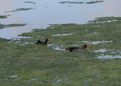 Common Moorhens at Gree Cay