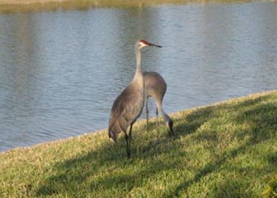 Cranes in Ann's Yard in Venice