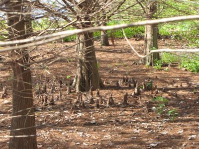 Cypress Knees at Wakodahatchee