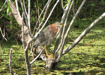 Green Heron at Shark Valley