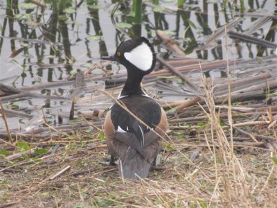 Hooded Merganser at Viera Wetlands