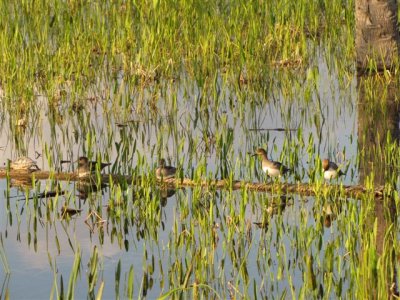 Hooded Merganser Family