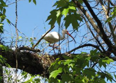 Ibis in a Tree at Corkscrew