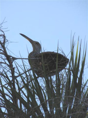 Limpkin ata Celery Fields