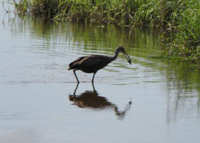 Limpkin with Shell at Myakka