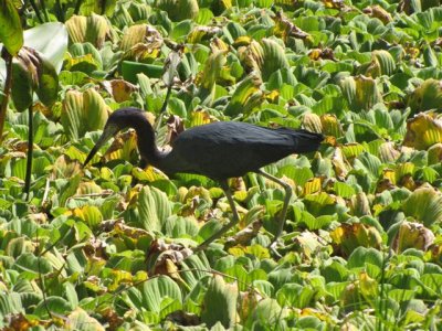 Little Blue Heron at Corkscrew