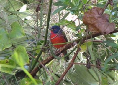 Painted Bunting at Corkscrew