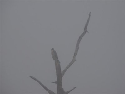 Peregrine Falcon in Fog at Viera