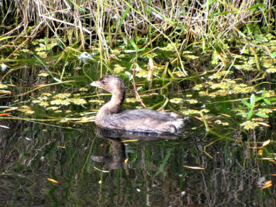 Pied-billed Grebe at Shark Valley