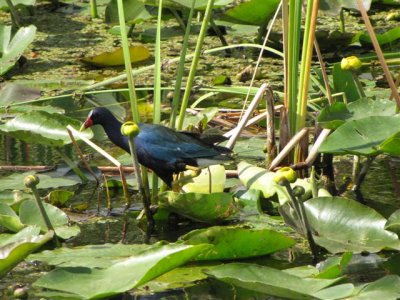 Purple Gallinule at Shark Valley