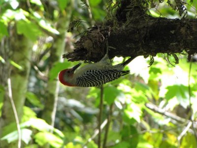 Red-bellied Woodpecker at Corkscrew