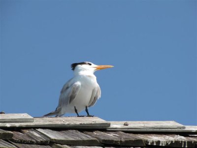 Royal Tern at Naples Beach