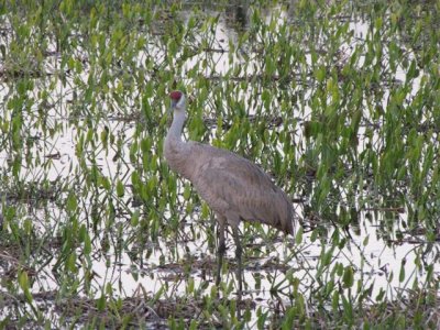 Sandhill Craneat Viera