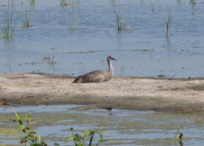 Sandhill Crane at Celery Farm