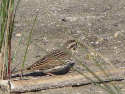Savannah Sparrow at Celery Farm