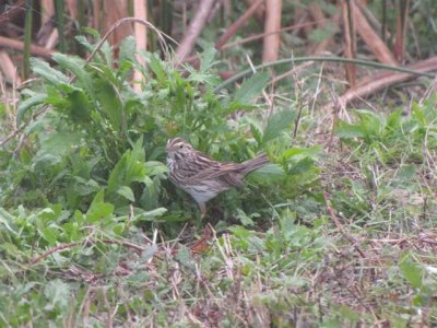 Savannah Sparrow at Viera Wetlands