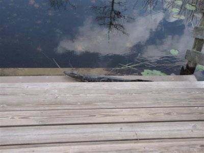 Small Alligator at Grassy Waters
