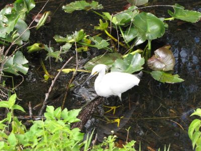 Snowy Egret at Shark Valley