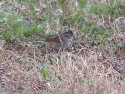 Swamp Sparrow at Viera Wetlands