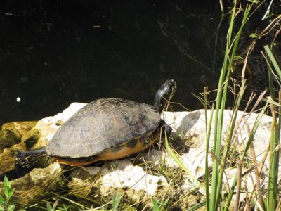 Turtle at Wakodahatchee